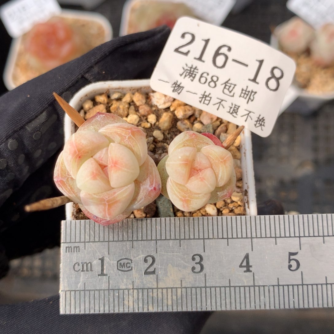 18。长腿小脸透心冰玉。满六八包邮。