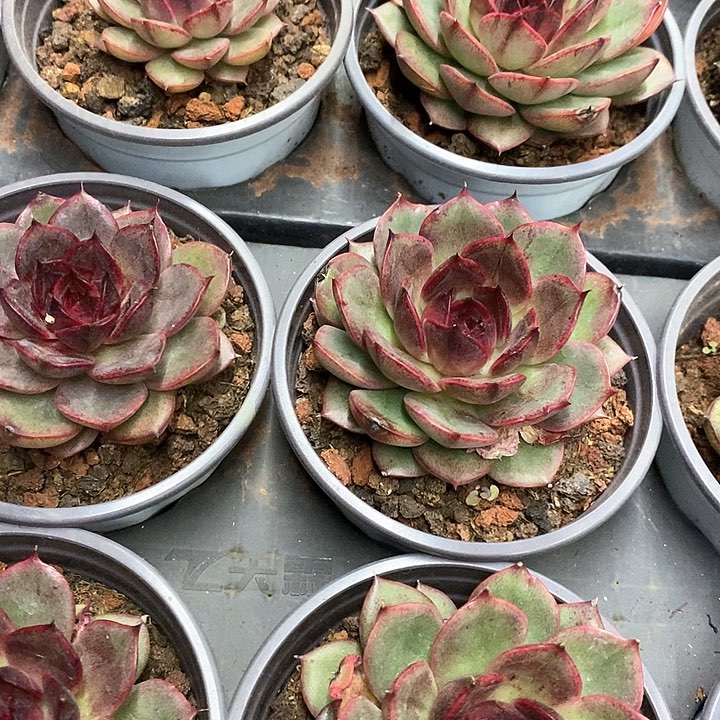 26。紫蔷薇。单头。