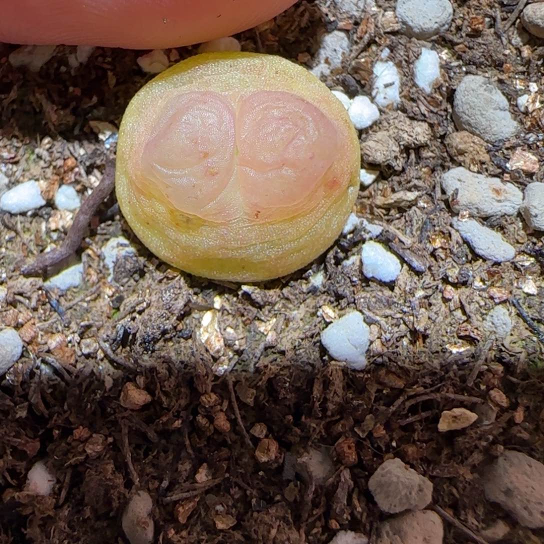 肉锥多肉植物百科-拉登有疤1762