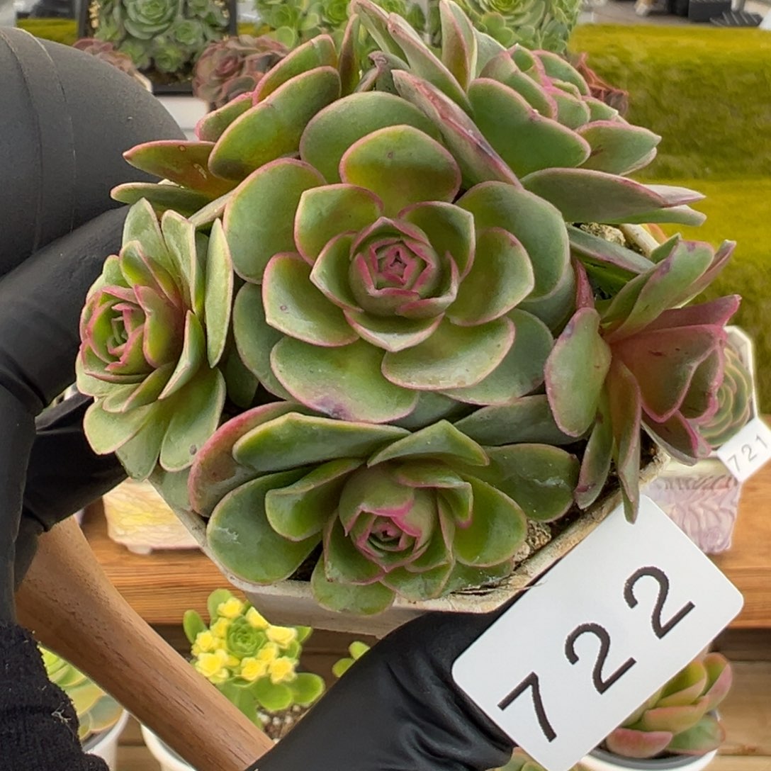 722泽兰捧花溏心6厘米