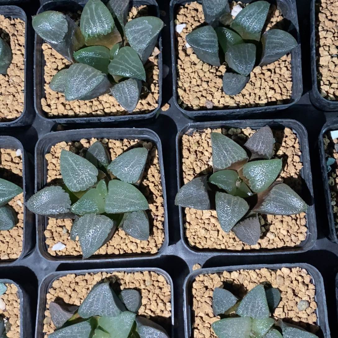 一颗实生大克苗 高货