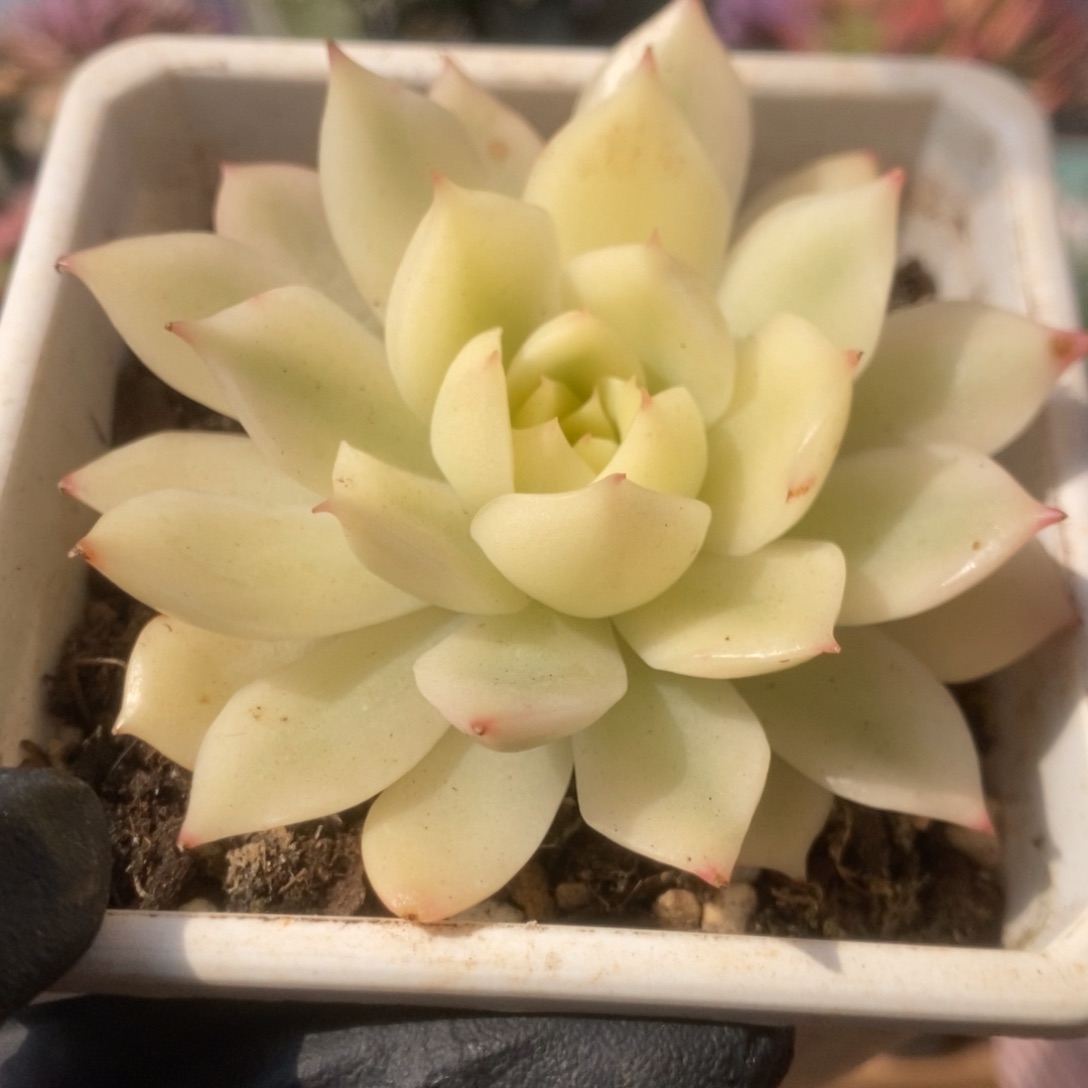 206加勒比海蓝锦锦锦锦锦