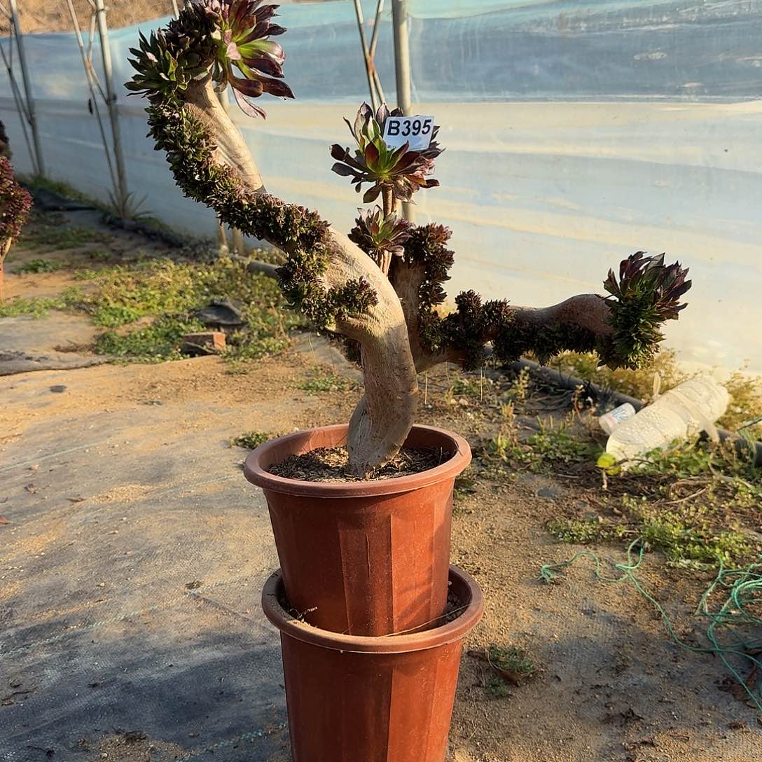 395黑法师有伤一颗呀呀