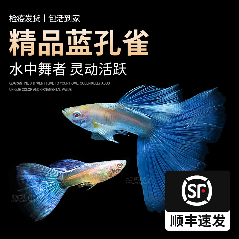 天空蓝白孔雀缎带大尾大C小型热带观赏鱼纯种鱼苗胎生凤尾小鱼