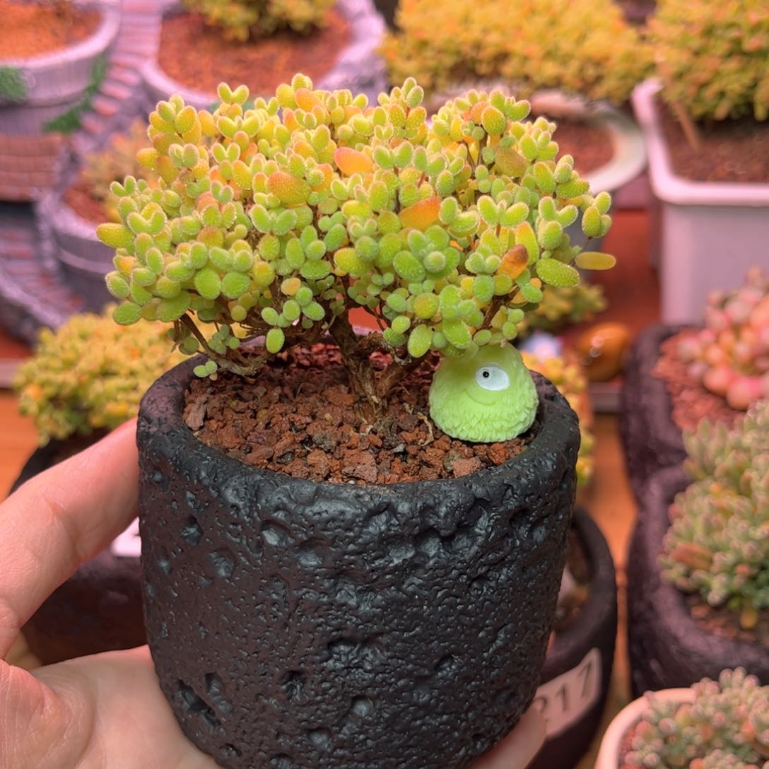 259金橘可爱多肉植物