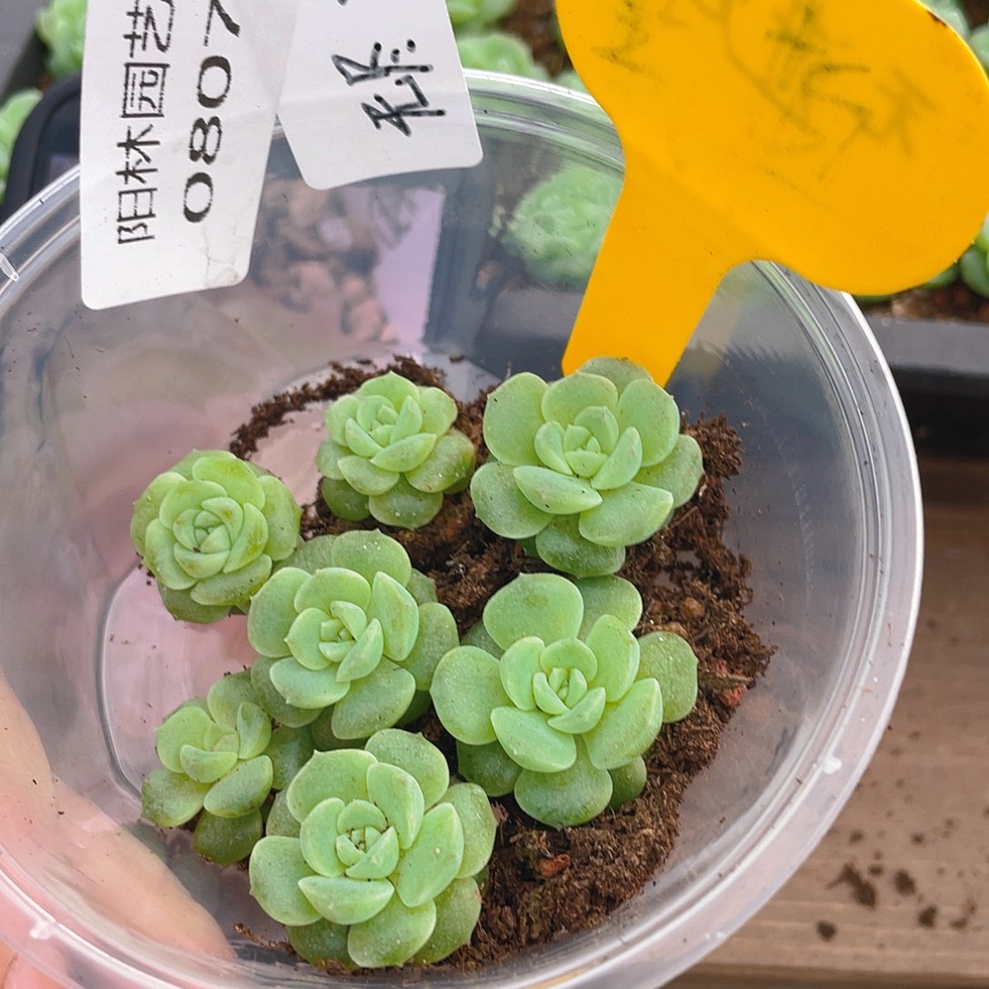 量拍多肉植物多肉植物807