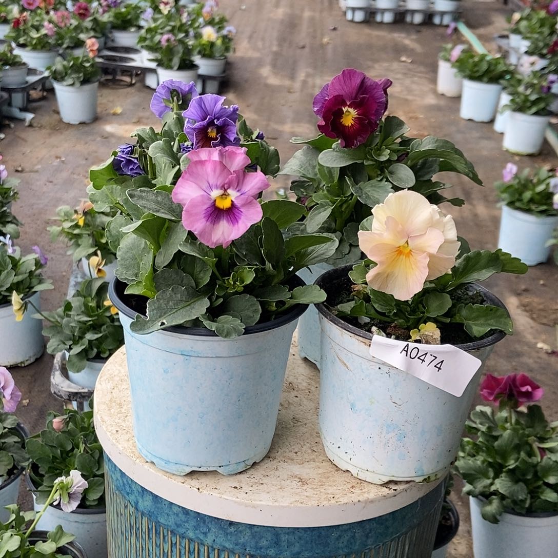 大部分花苞少量开放474