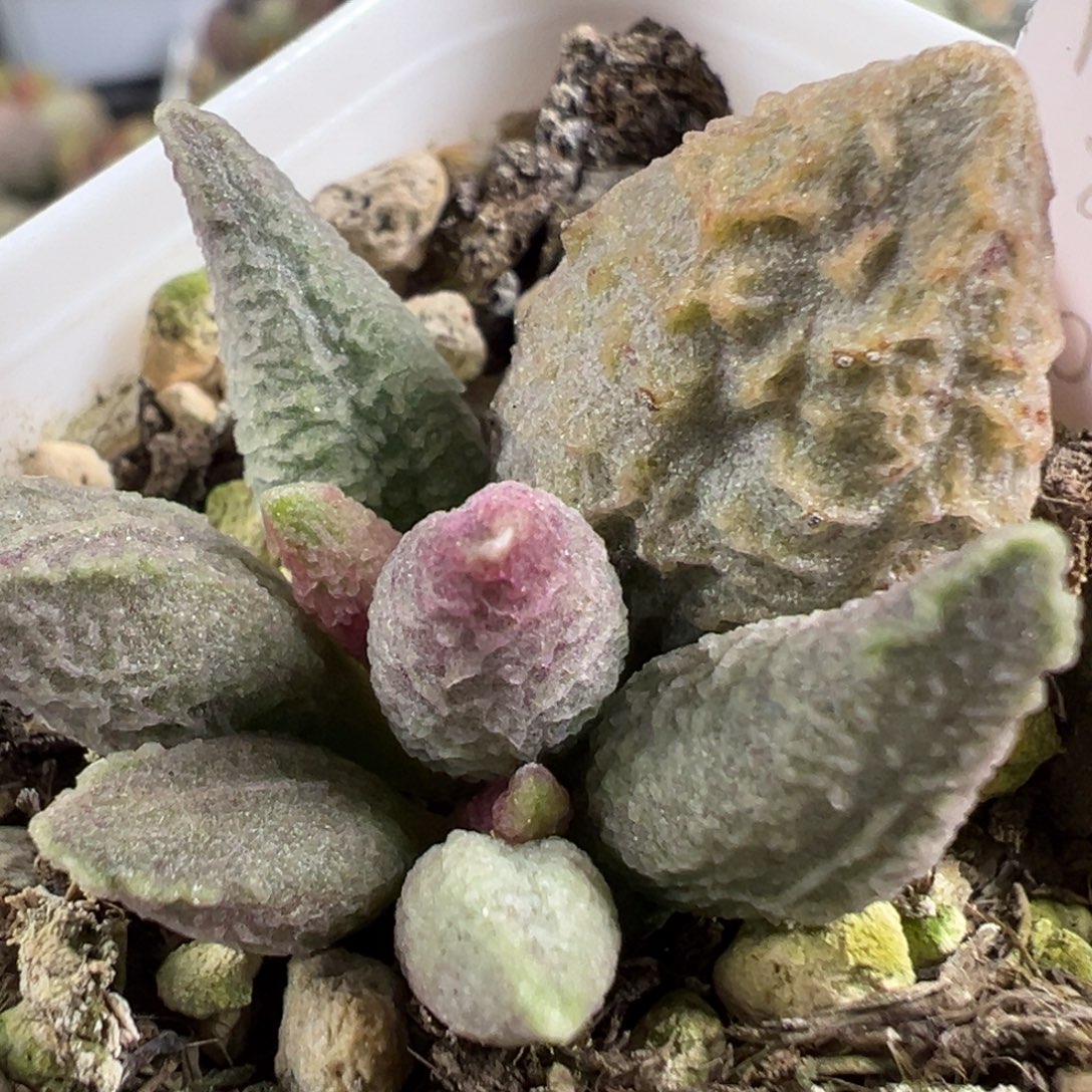 w融化纹冰淇淋多肉植物水泡