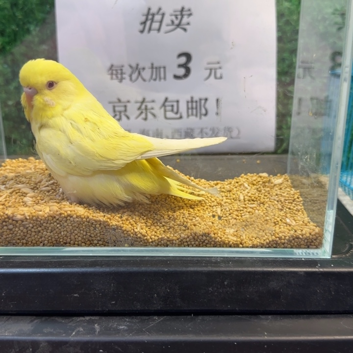 虎皮鹦鹉大头虎皮鹦鹉