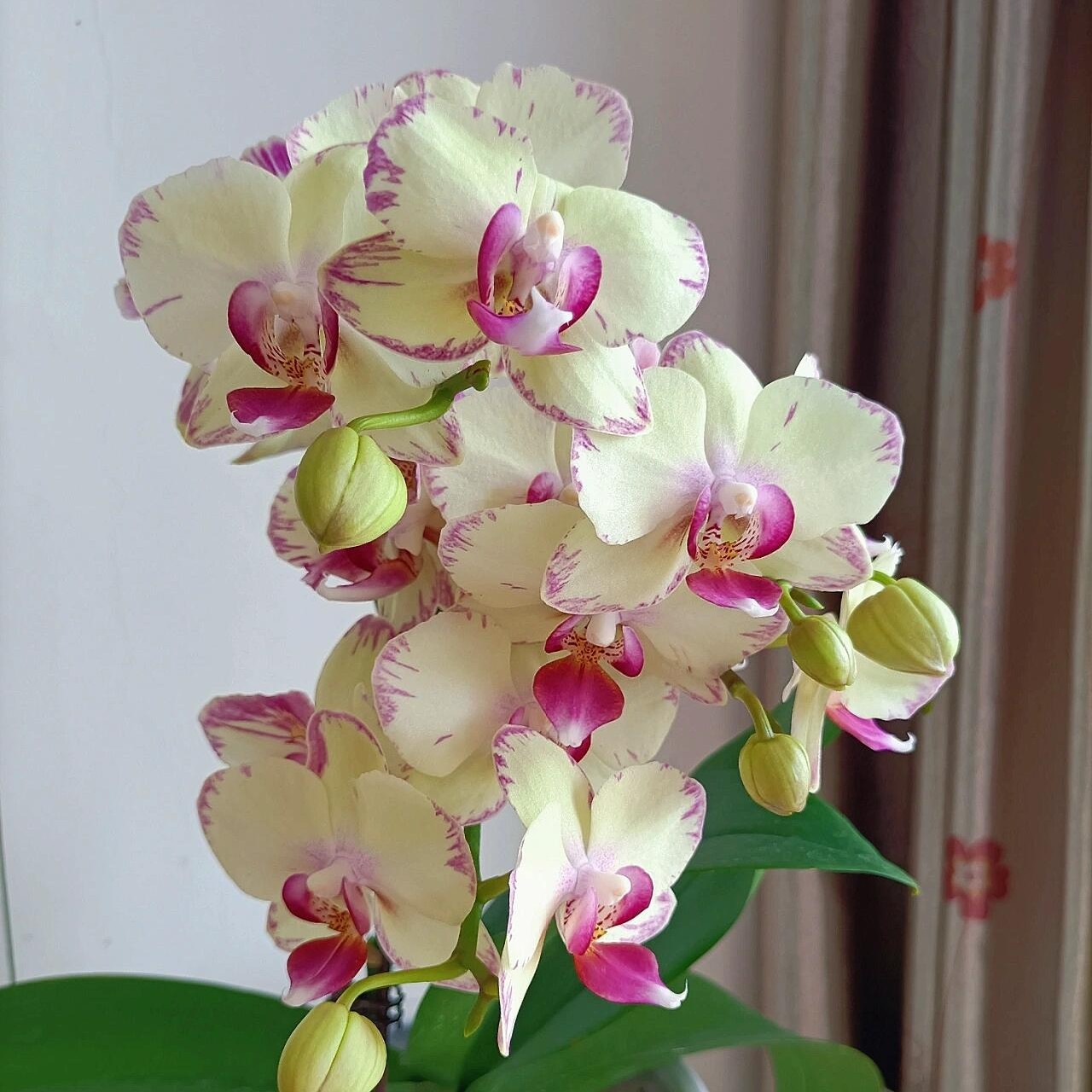 蝴蝶兰《绿闪电》带花带花包，蜡质花可净化空气