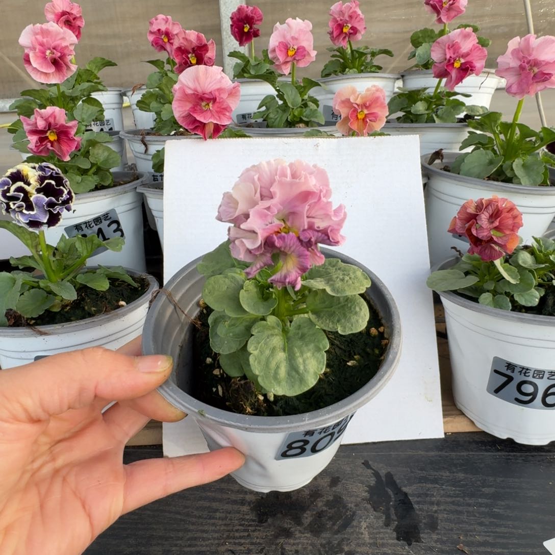 无花朵809号角堇