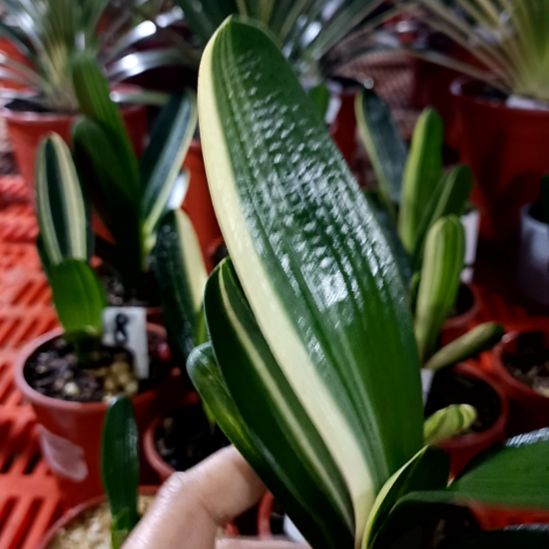 用***0君子兰一物一拍谢谢