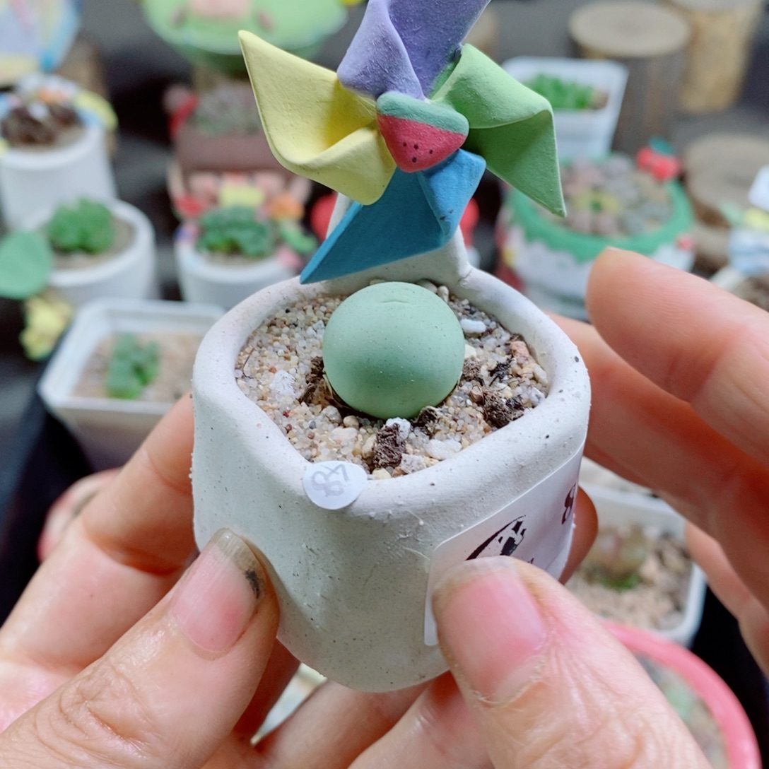 生石花花哈哈哈哈花花88