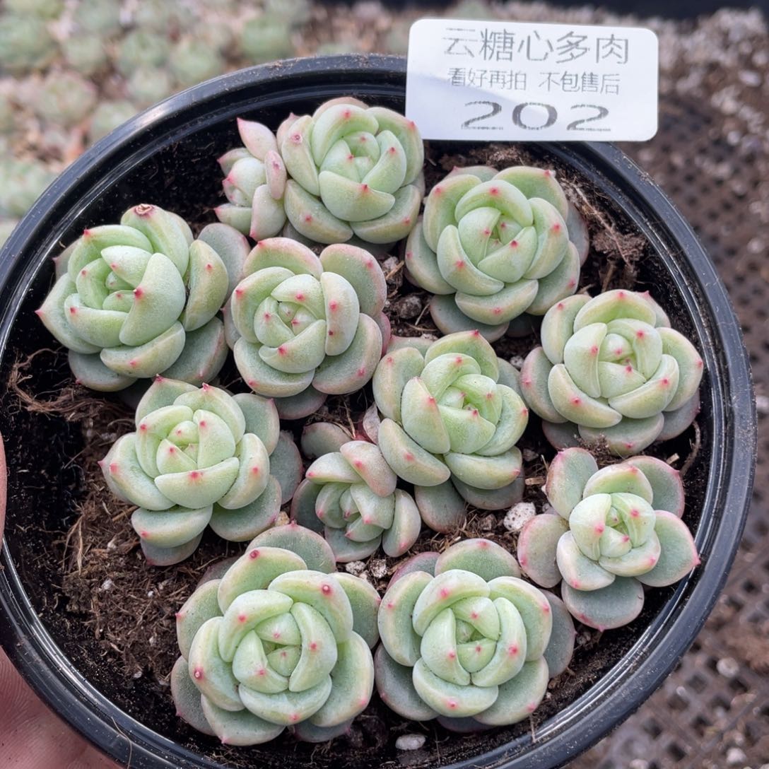 云糖心多肉植物202