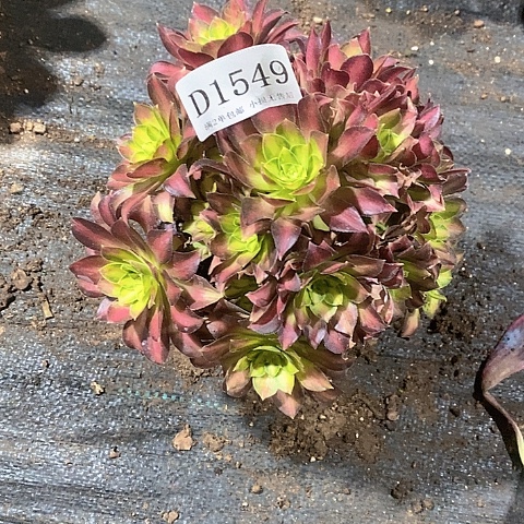 ?****?1549韶华多肉法师锦