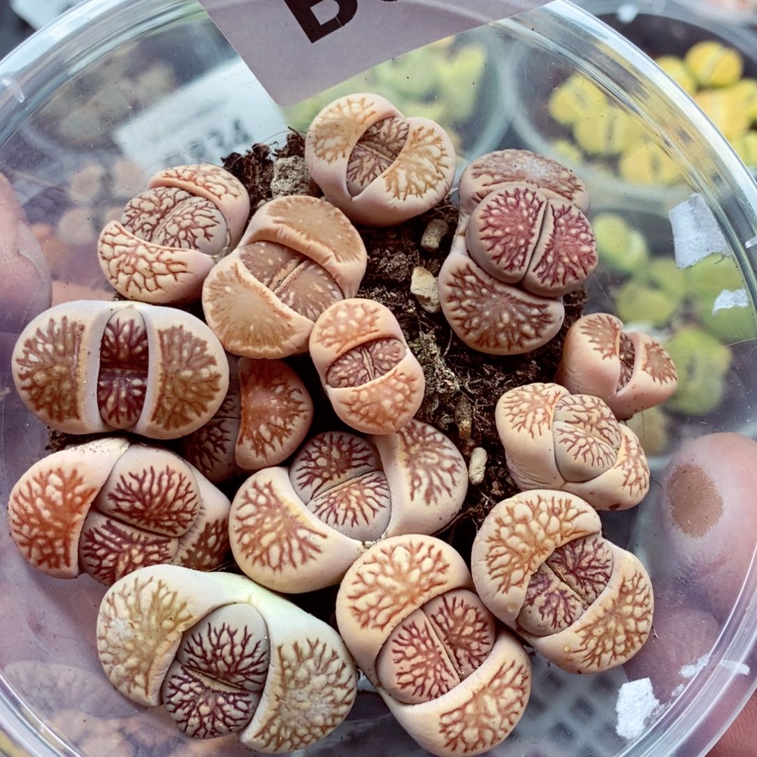 我的小姐姐们都是我837