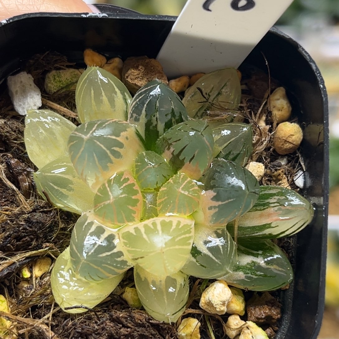 18糊斑趋势龙爪玉露锦福利专场