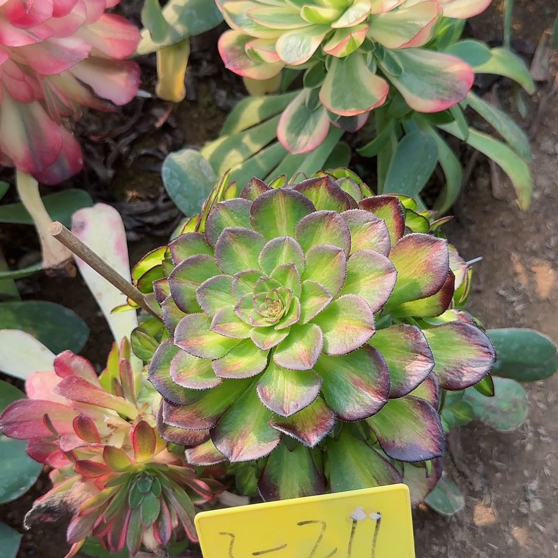 3-211--+多头多肉植物