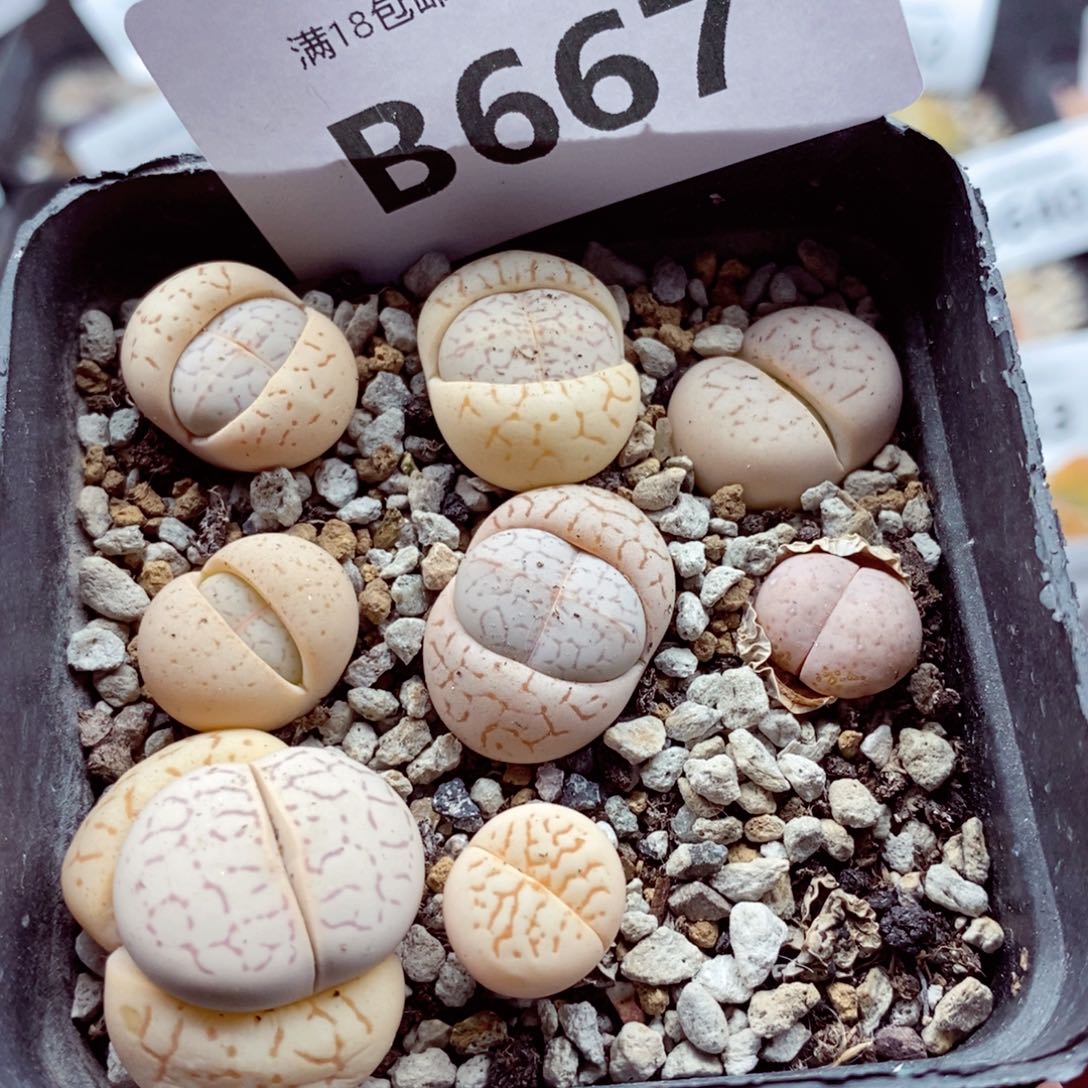 我的小姐姐们都是我667