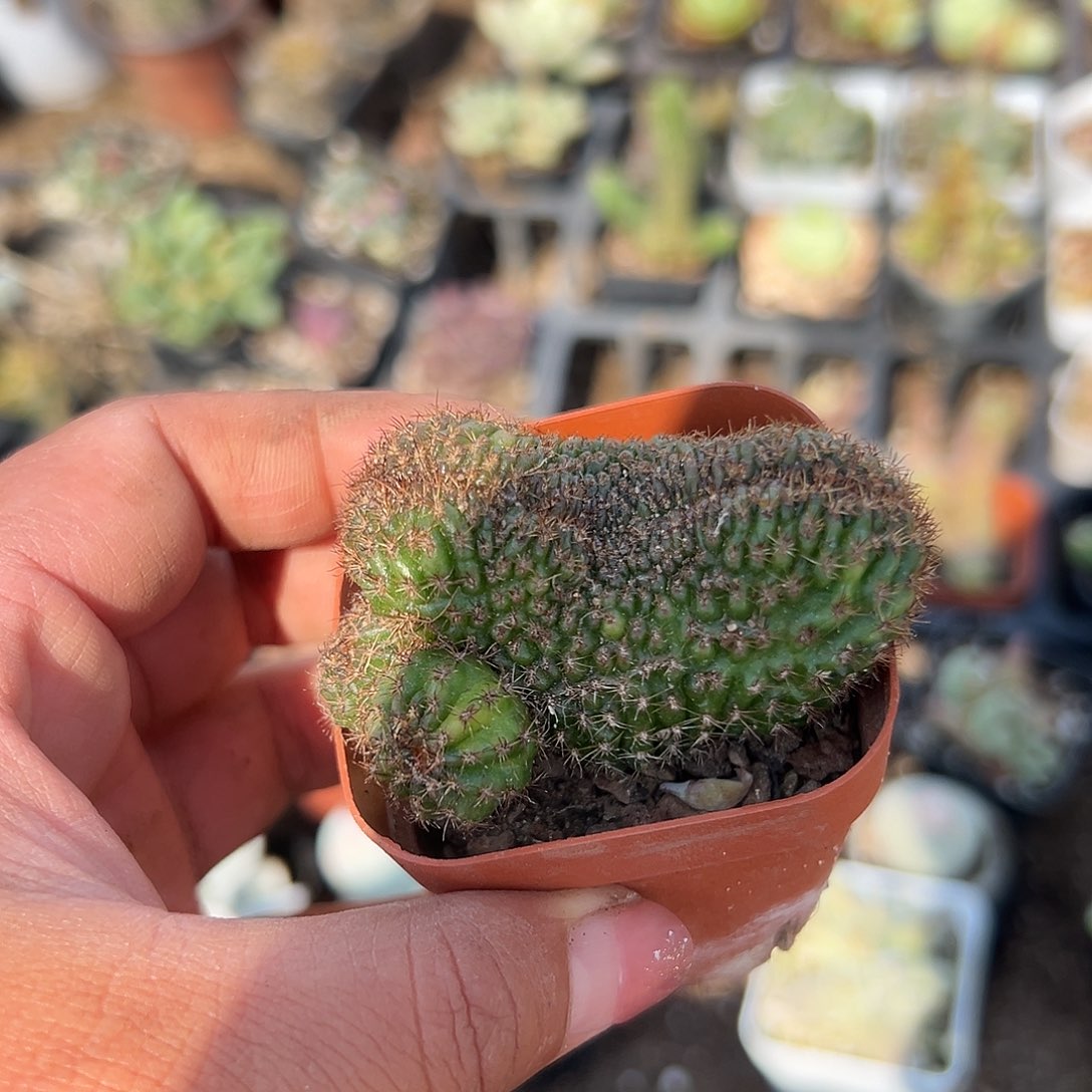 多肉植物多肉植物