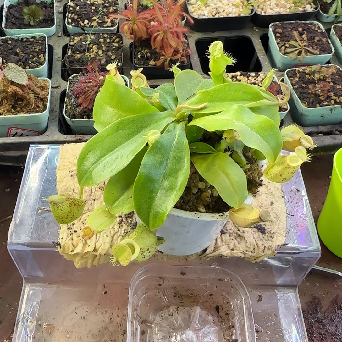 完全开放虎克猪笼草