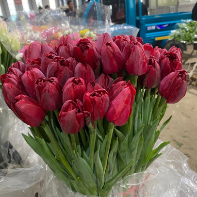 【红色重瓣】郁金香东北基地发货顺丰包邮