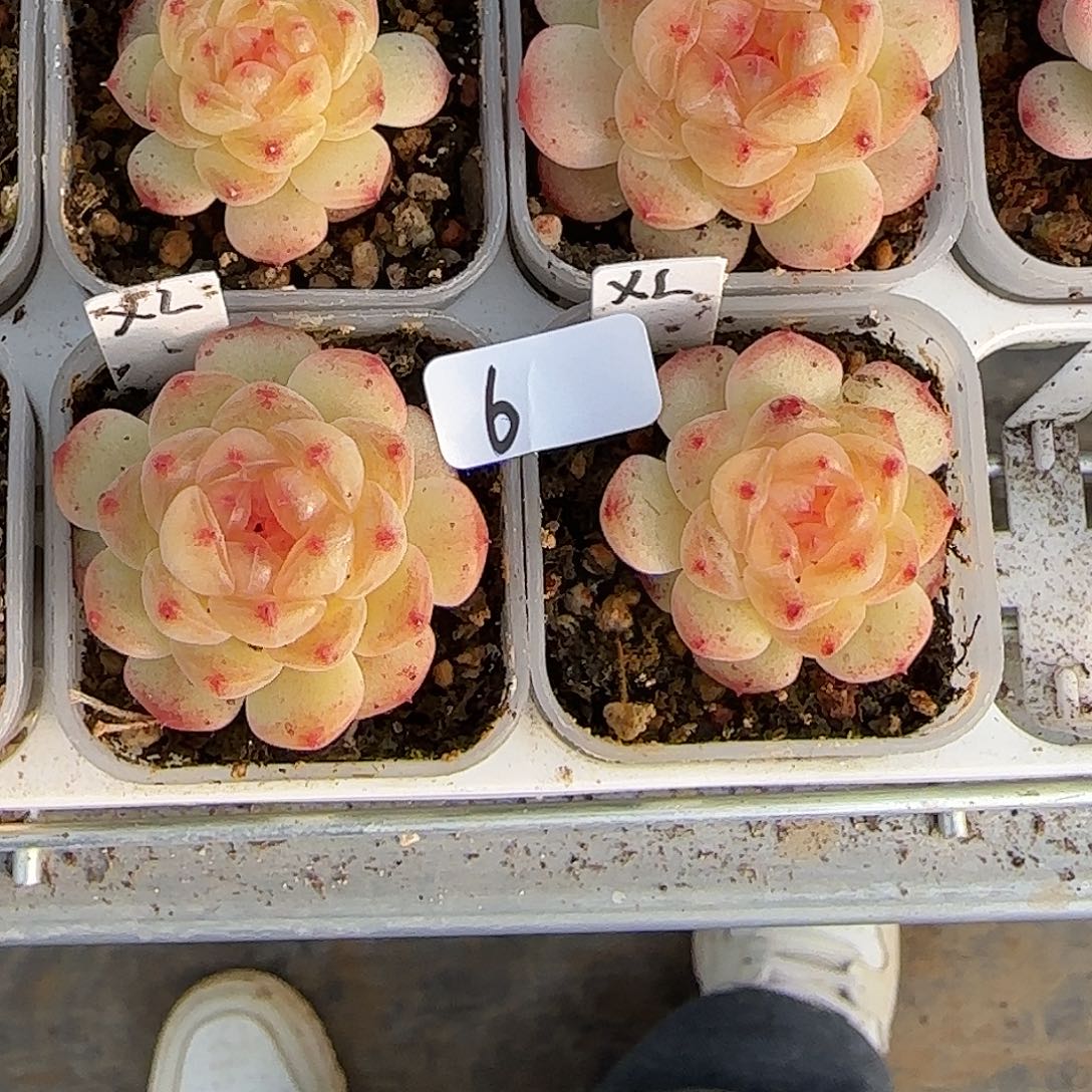 6开播福利甜心相柳单头随机发货