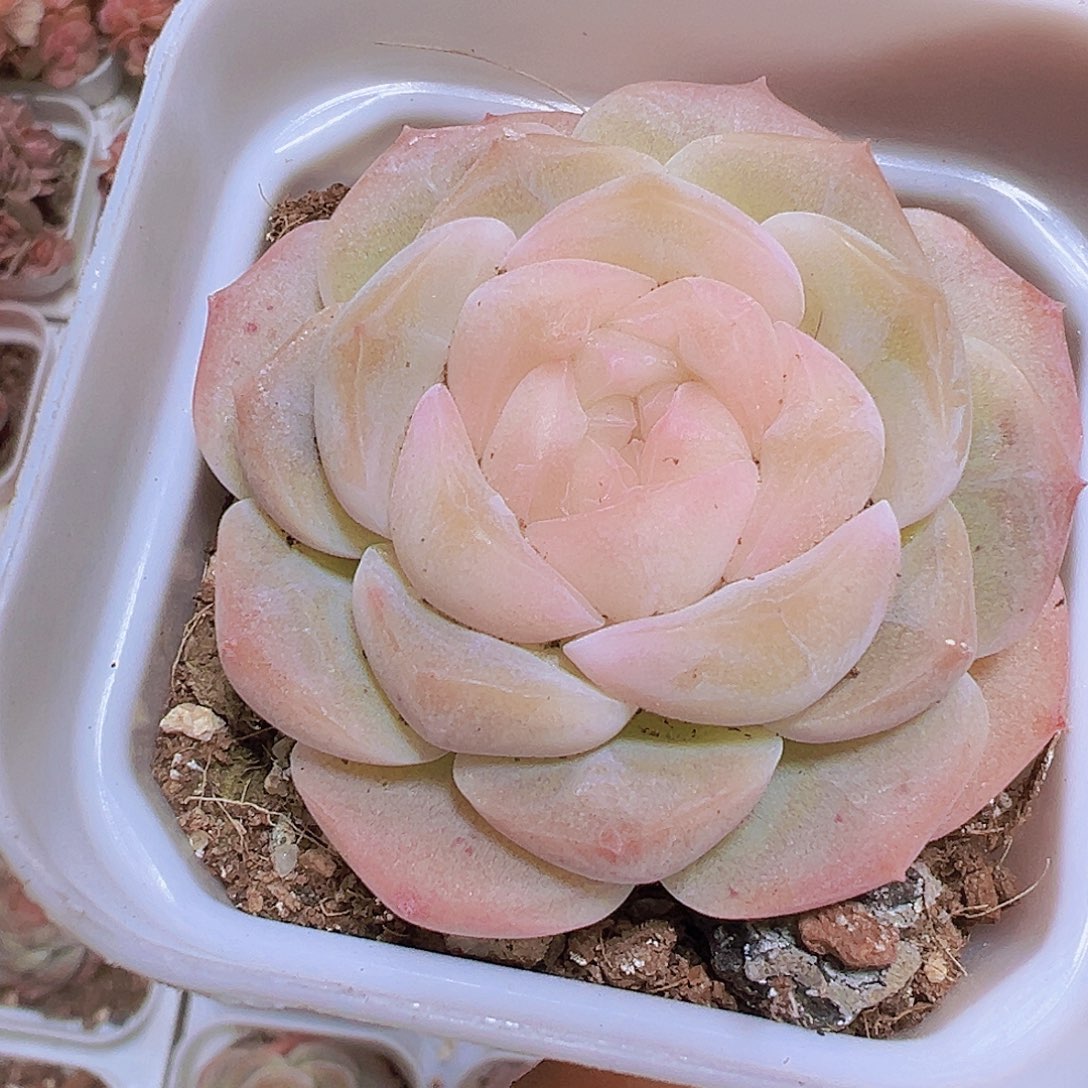 良辰19包邮多肉植物