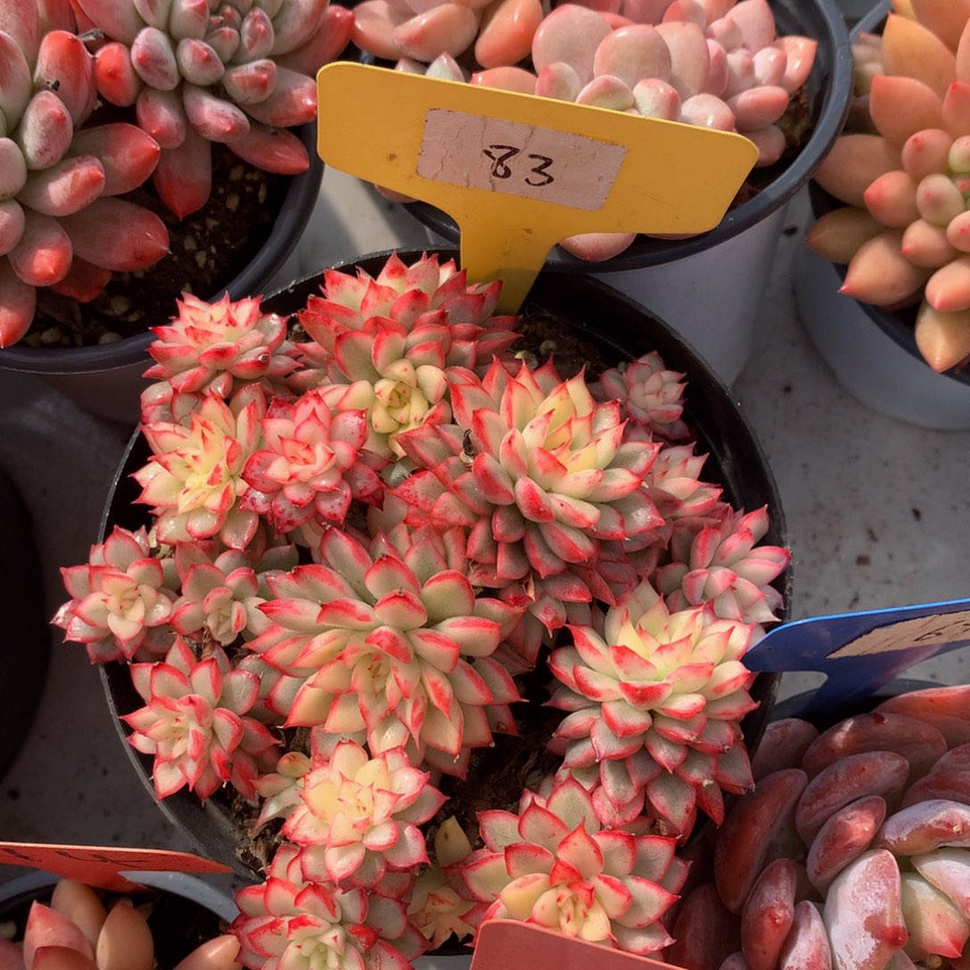 女孩出尽727272772722