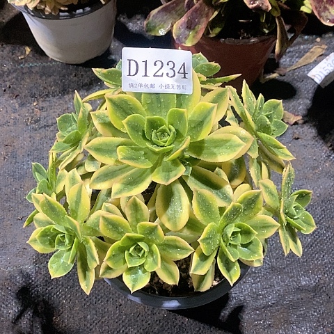 1234星爆多肉法师