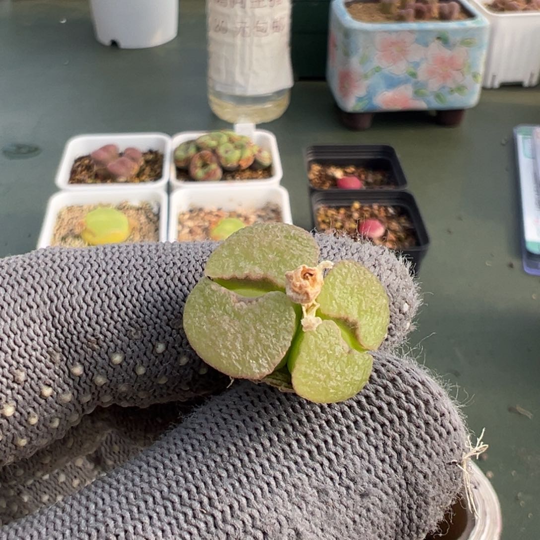 a703磁铁风铃母本