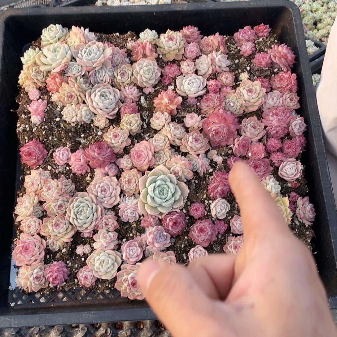 魔***澜425。 定。               