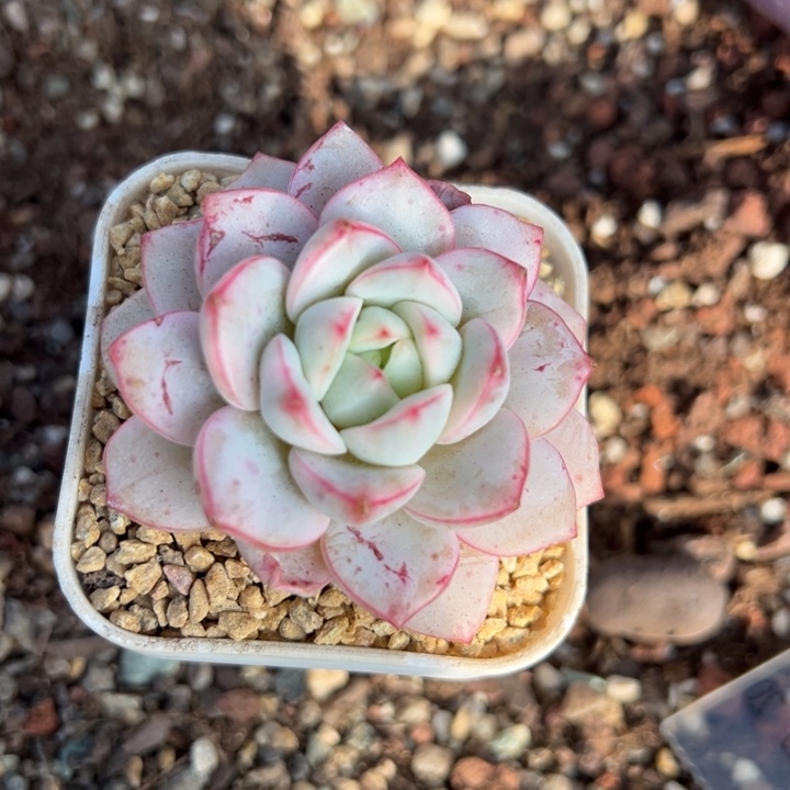 香草比斯锦 不单独发货