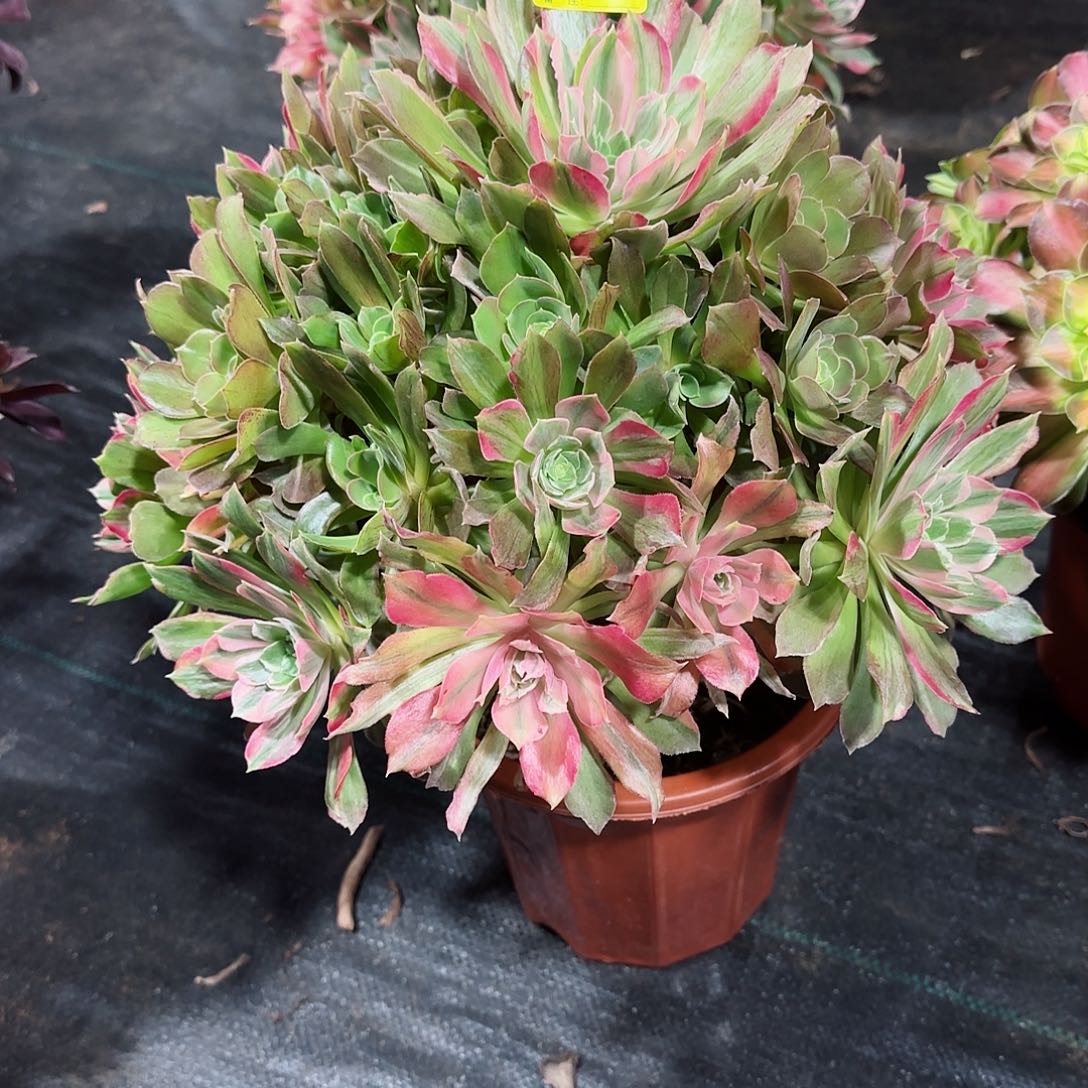 光辉法师多肉植物456