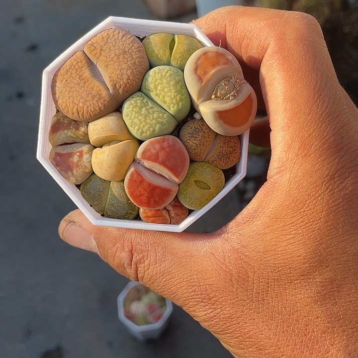 安***安七彩生石花带盆发货