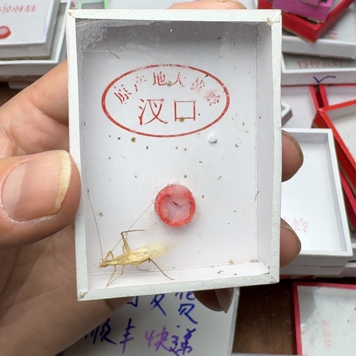 *****蟋蟀11111111111111