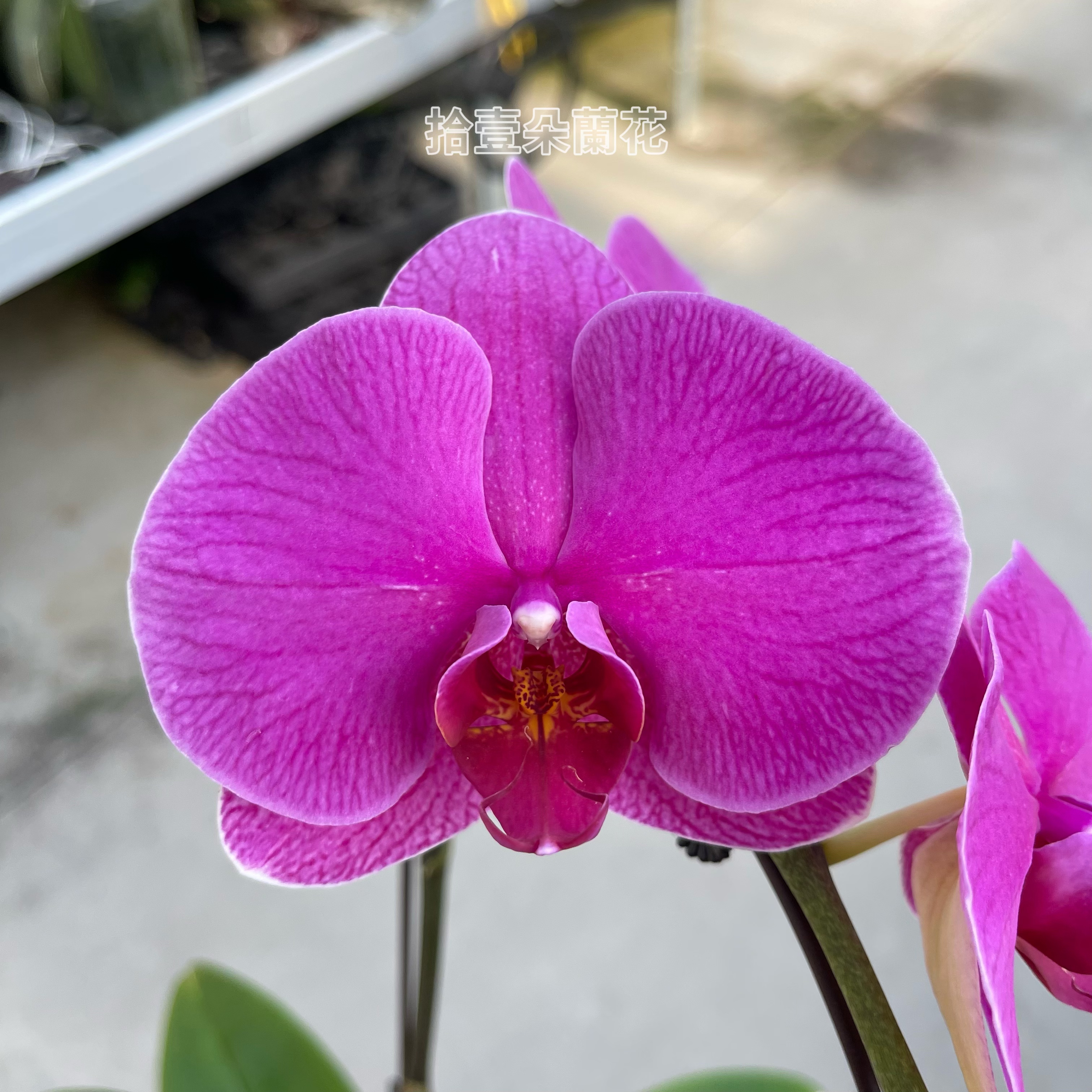 蝴蝶兰【恭喜发财】开花株