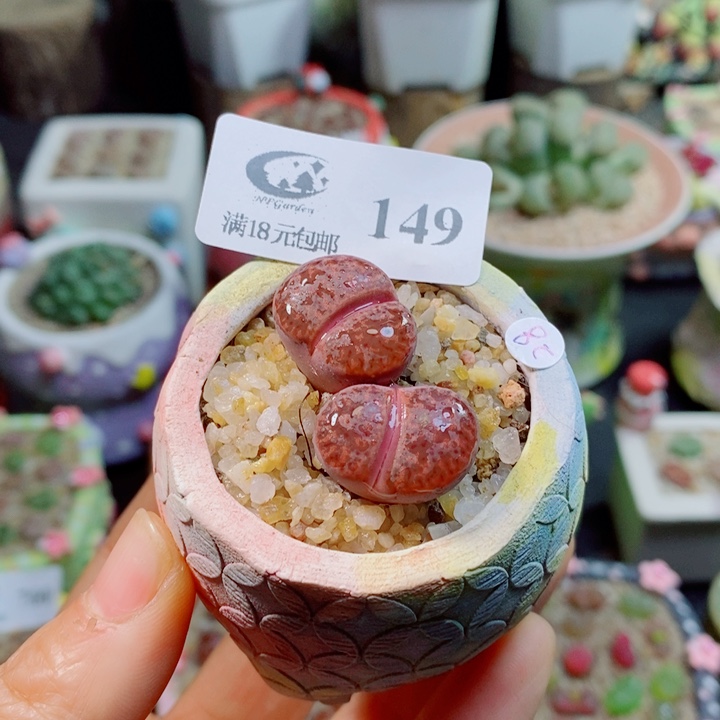 生石花花花花花花花149