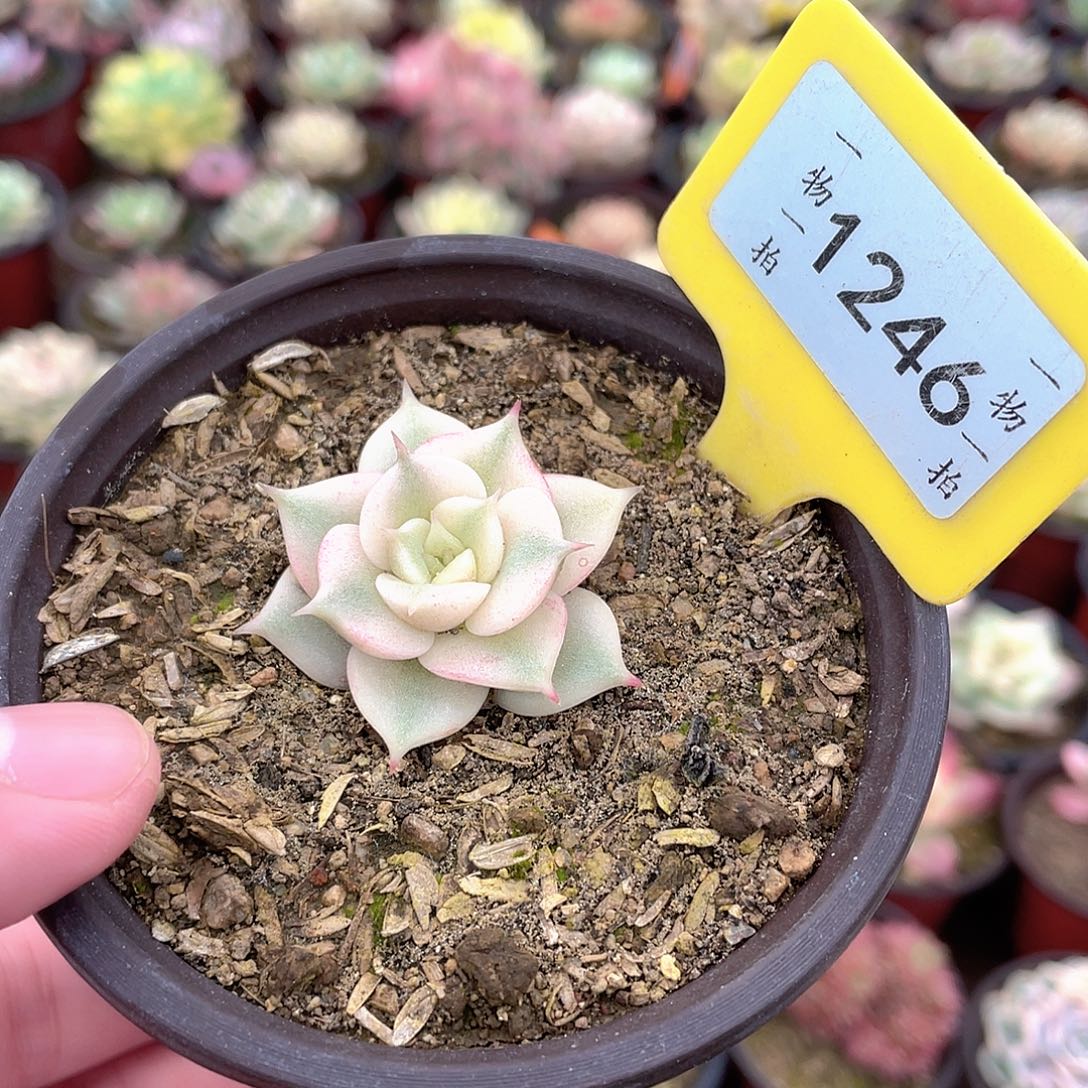 小湖1246号多肉植物