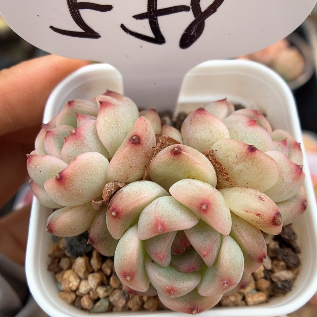 蜜糖甜心群生558号