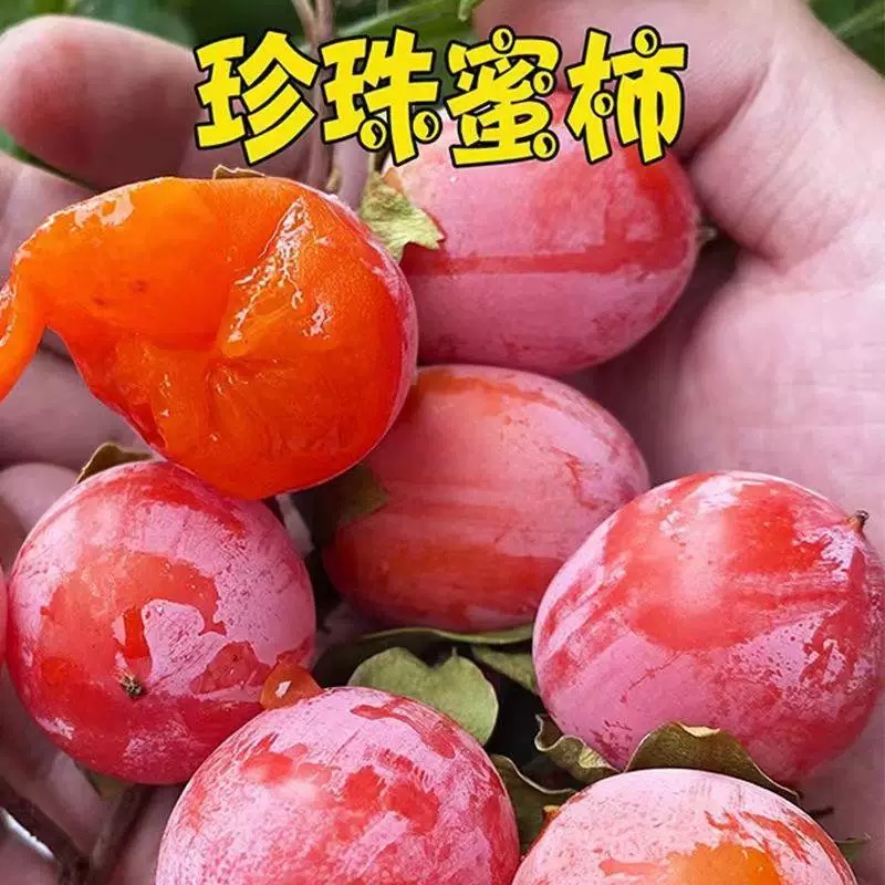 柿子树苗珍珠蜜柿子树嫁接小柿子树苗软糯香甜当年结果苗南北种植