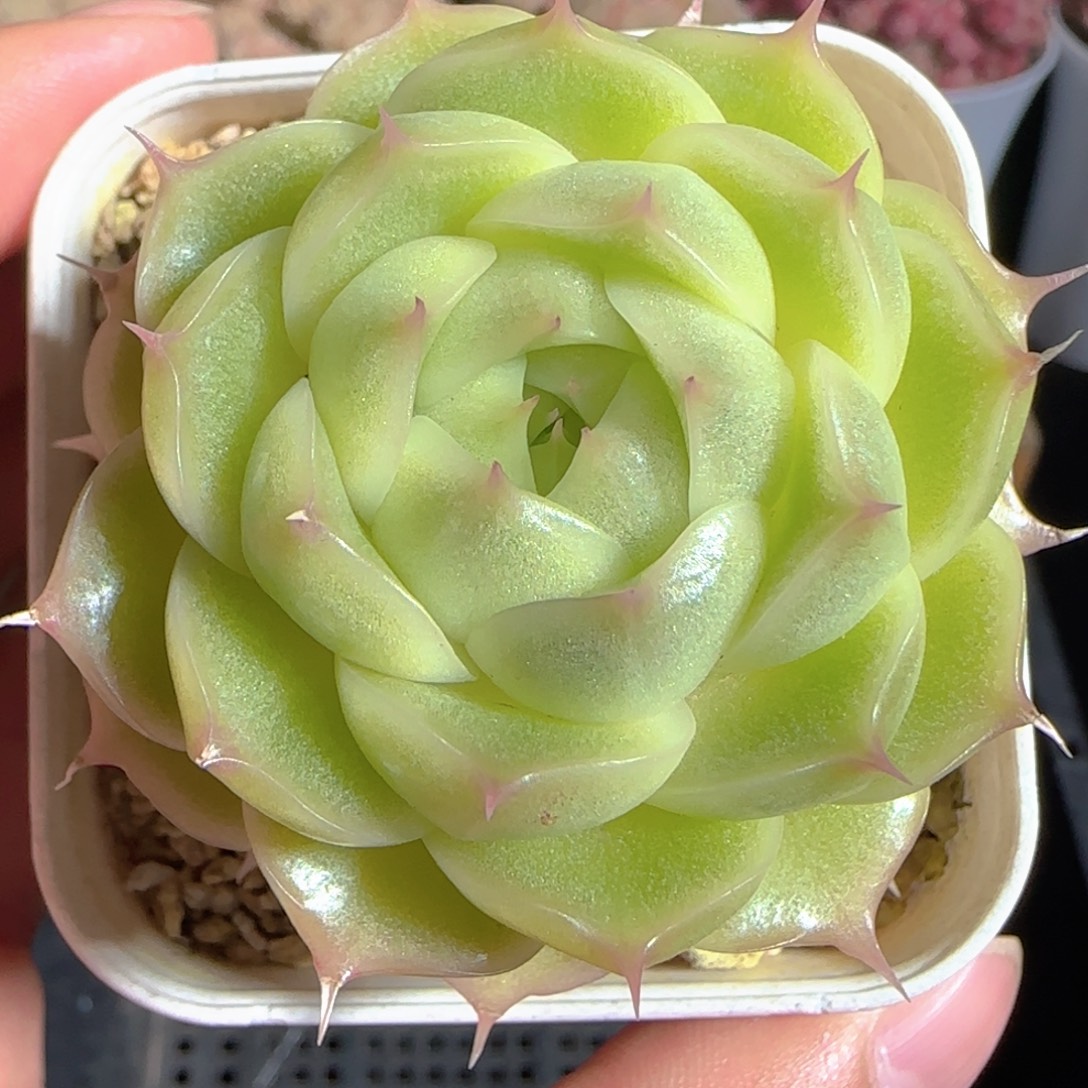 多肉1224-42大油包子麦秆