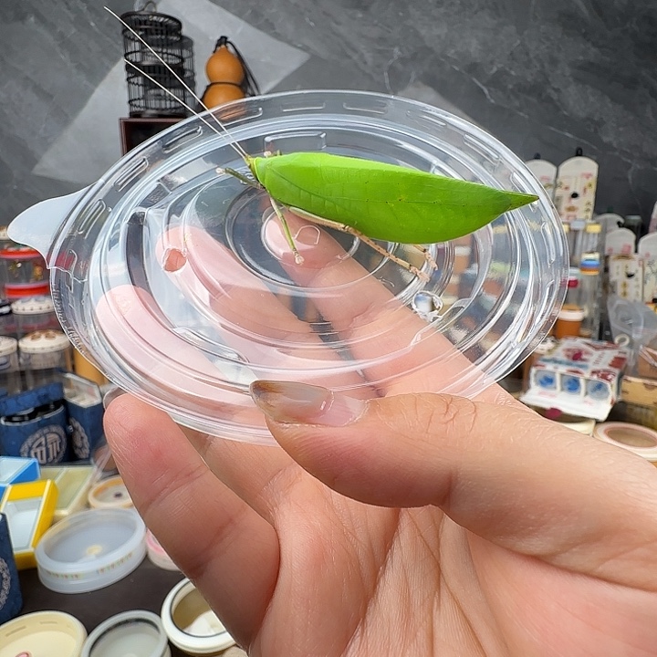 蟋蟀素背一只，华……送叶子……