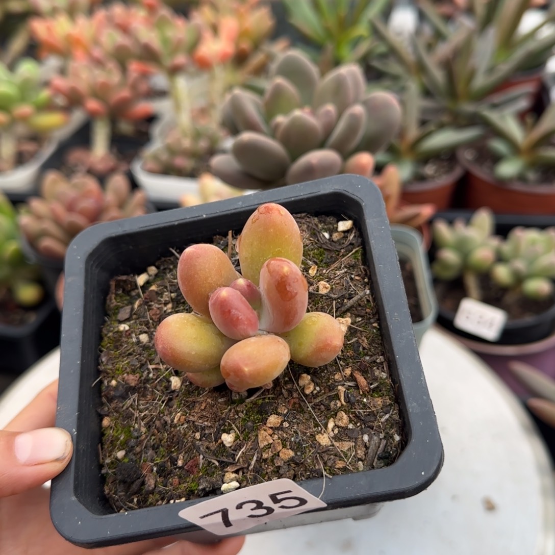 735号一物一拍一物一拍一物一拍