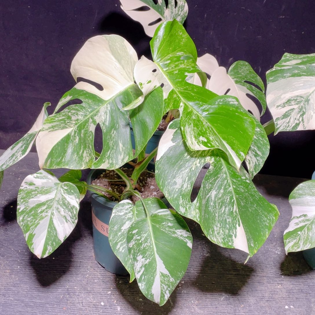 完全开放024白龟不包蕉叶和叶损 0到-5度拍保温发货