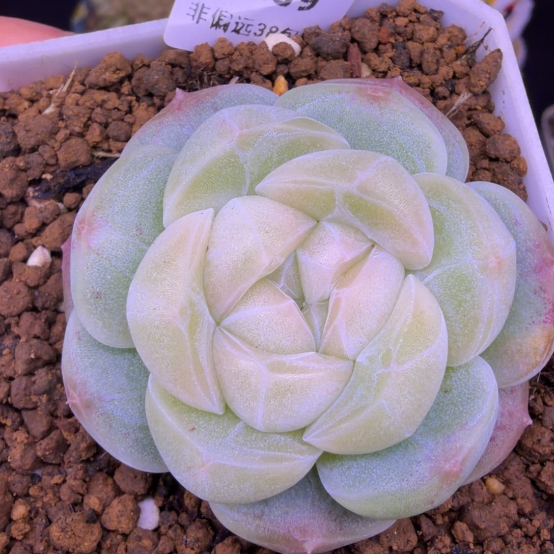 89东篱下多肉植物哈哈哈89