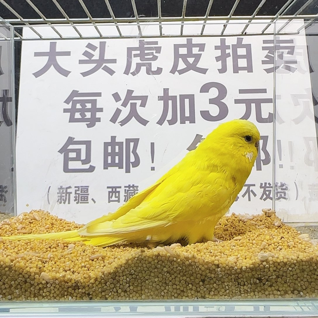 虎皮鹦鹉大头鹦鹉