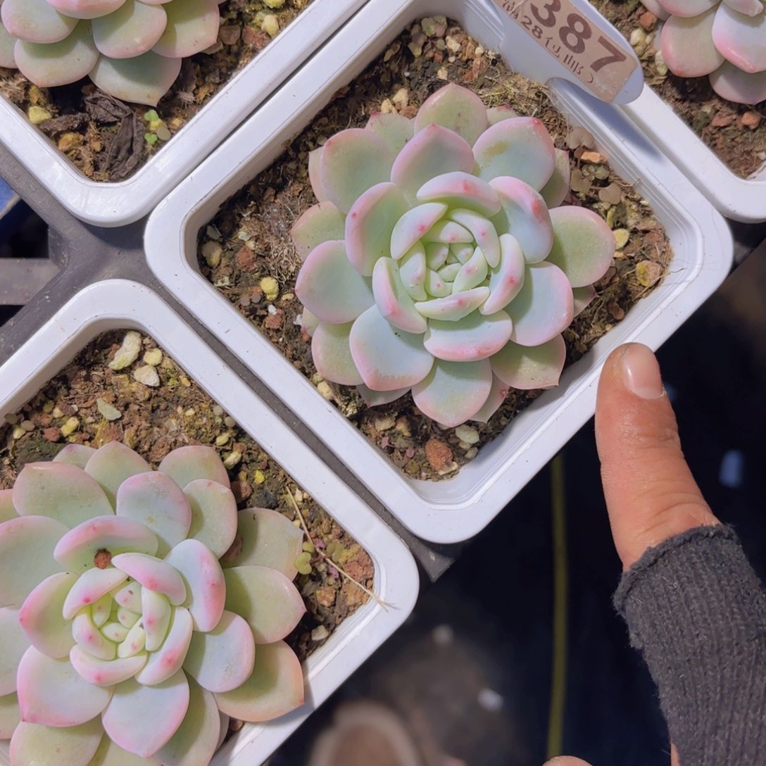 C387橙子锦一物一拍