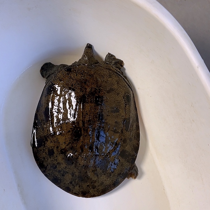 F***y中国大陆福利鱼包活不退换