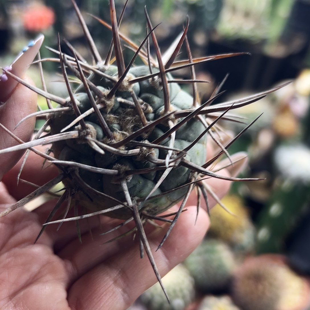 超刺天平微瑕仙人球1111111